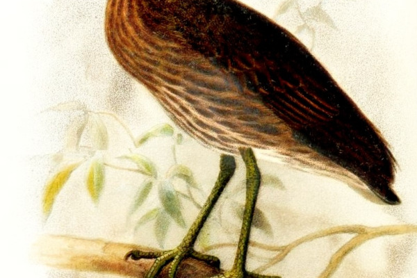 Yellow-crowned Night Heron