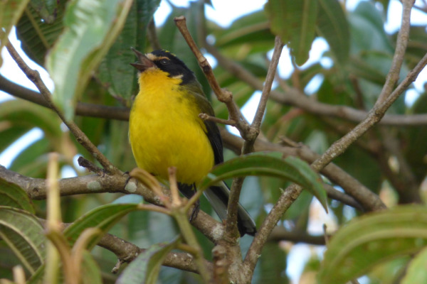 Yellow-crowned Redstart