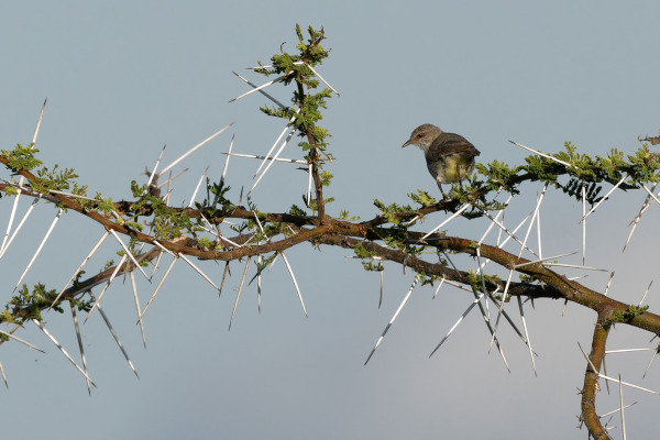 Yellow-crowned Warbler