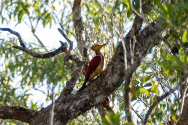 Yellow-crowned Woodpecker