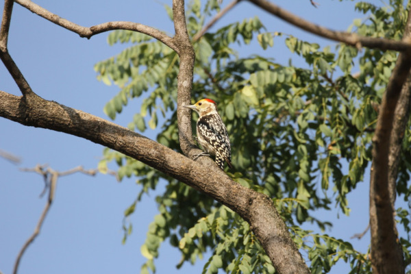 Yellow-crowned Woodpecker