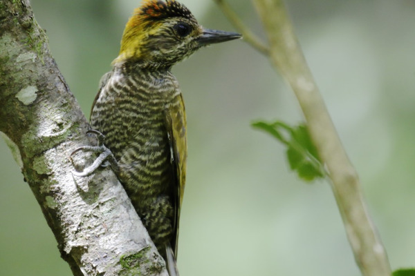 Yellow-eared Woodpecker