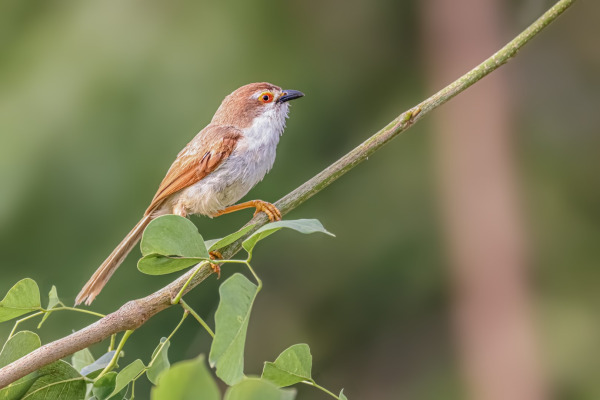 Yellow-eyed Babbler