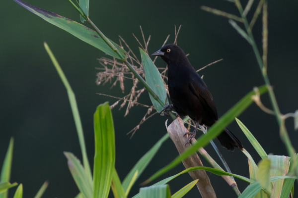 Yellow-eyed Blackbird