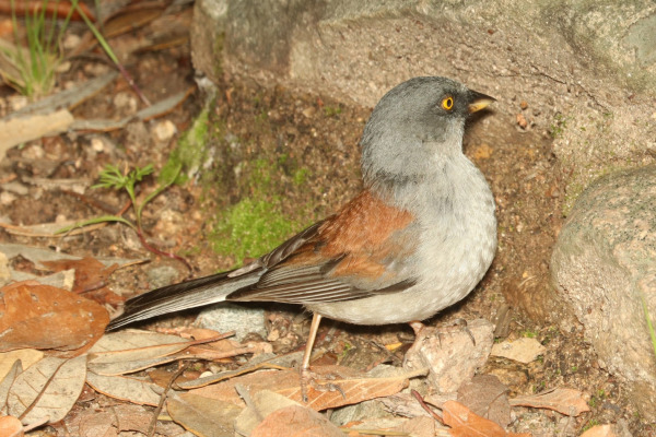 Yellow-eyed Junco
