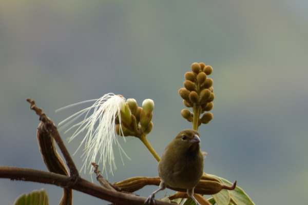 Yellow-faced Grassquit