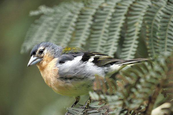 Yellow-faced Grassquit