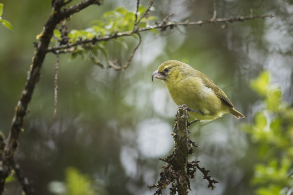 Yellow-faced Honeyeater
