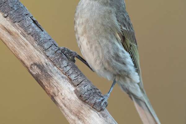 Yellow-faced Honeyeater