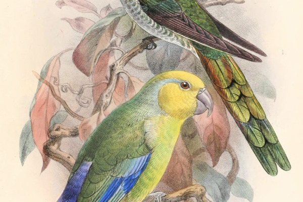 Yellow-faced Parrotlet