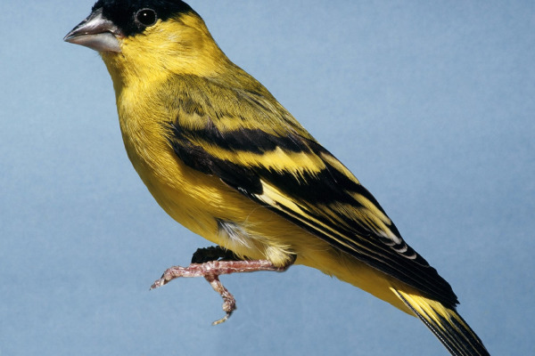 Yellow-faced Siskin
