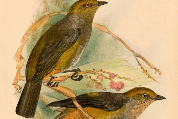 Yellow-flanked Whistler