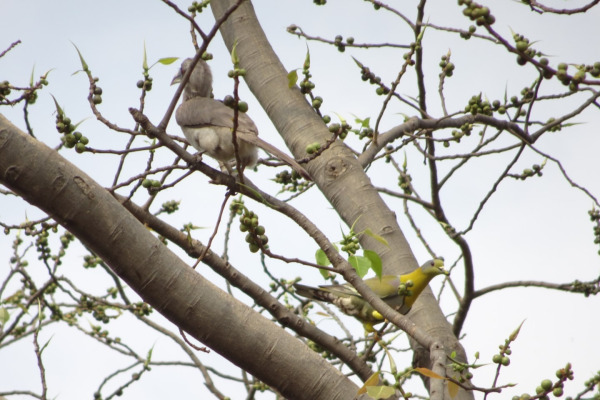 Yellow-footed Green Pigeon