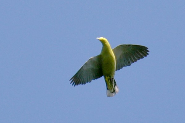 Yellow-footed Green Pigeon