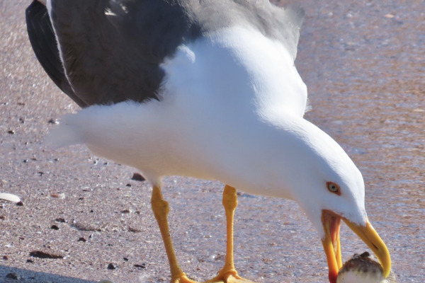Yellow-footed Gull