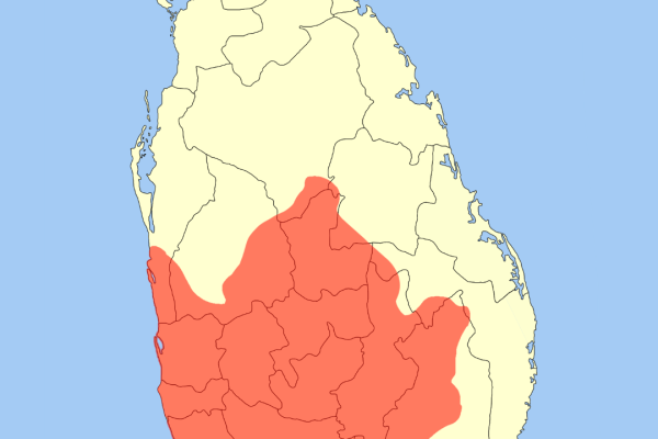 Yellow-fronted Barbet
