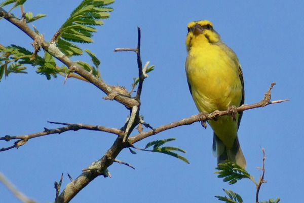 Yellow-fronted Canary