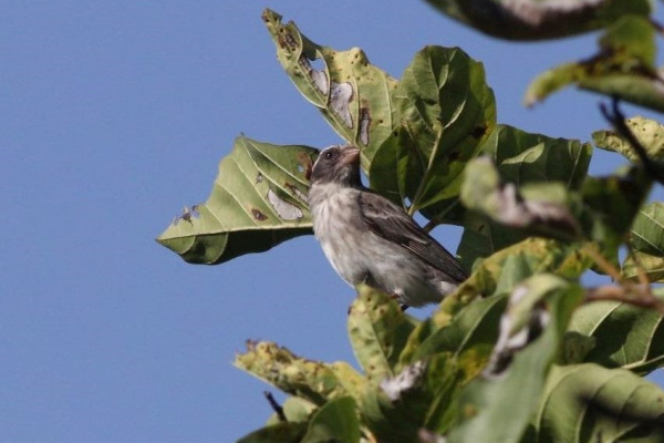 Yellow-fronted Canary