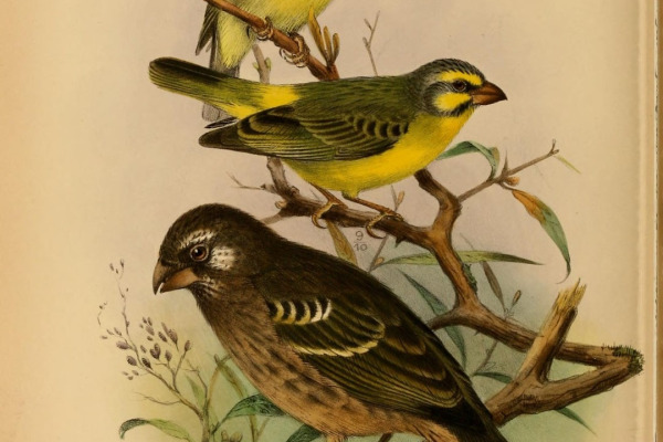 Yellow-fronted Canary
