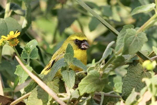 Yellow-fronted Canary