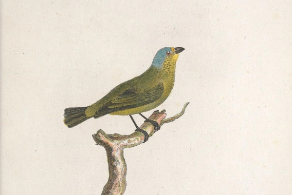 Yellow-fronted Chlorophonia
