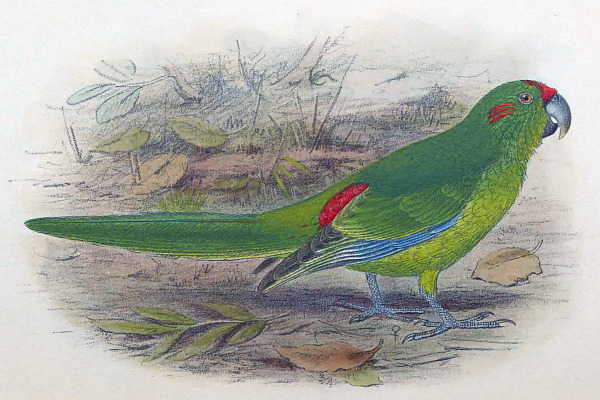 Yellow-fronted Parakeet