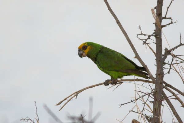 Yellow-fronted Parrot
