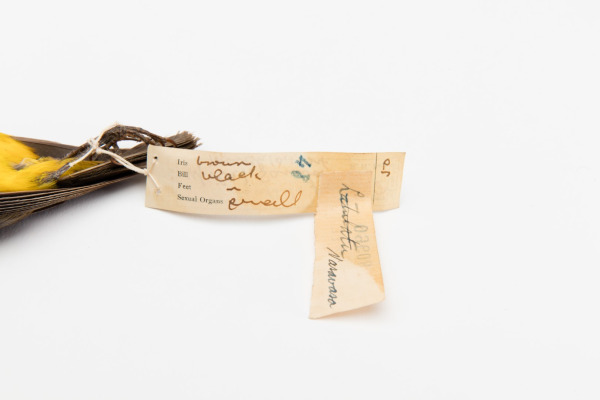 Yellow-fronted Whistler