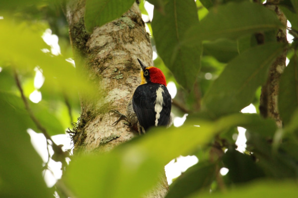Yellow-fronted Woodpecker