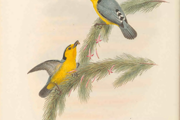 Yellow-gray Bush Tanager
