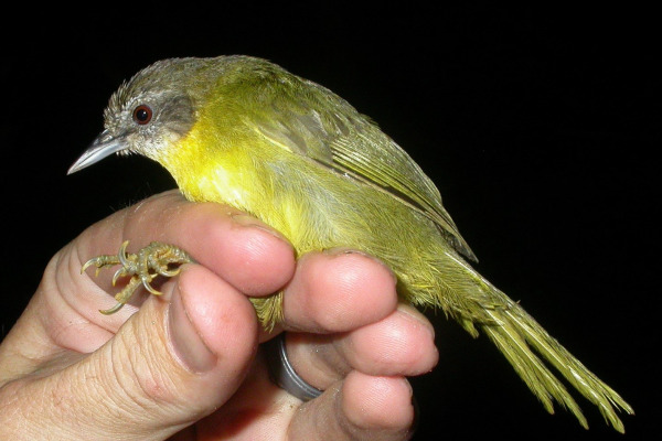 Yellow-green Bush Tanager