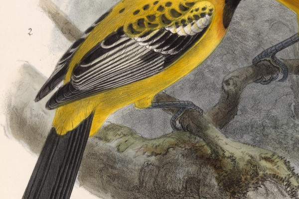 Yellow-headed Blackbird