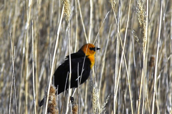 Yellow-headed Blackbird