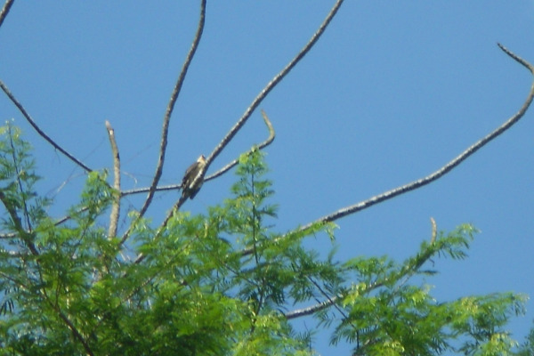 Yellow-headed Caracara