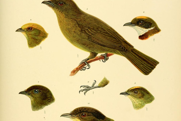 Yellow-headed Manakin