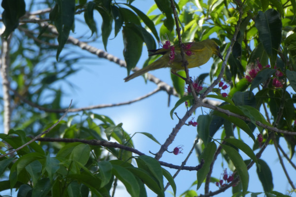 Yellow Honeyeater