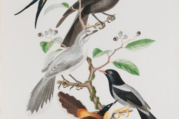 Yellow-legged Thrush