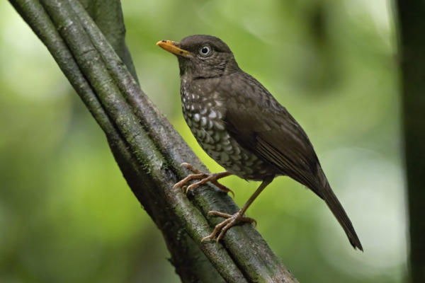 Yellow-legged Thrush