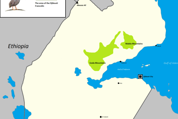 Yellow-necked Spurfowl