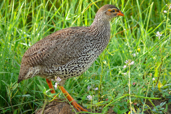 Yellow-necked Spurfowl