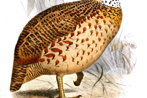 Yellow-necked Spurfowl