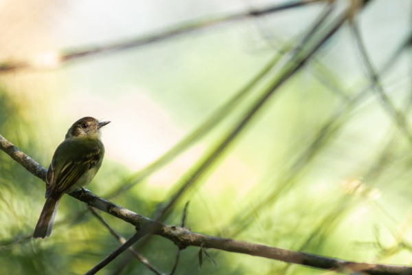 Yellow-olive Flycatcher