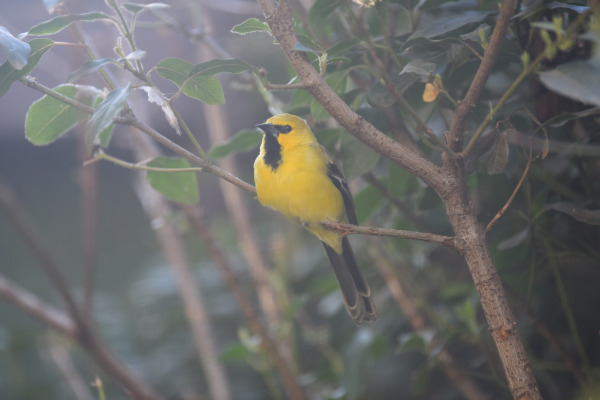 Yellow Oriole