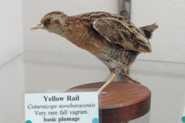 Yellow Rail