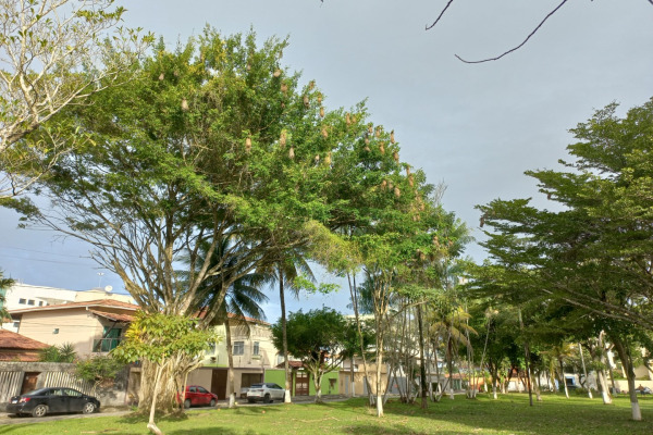 Yellow-rumped Cacique