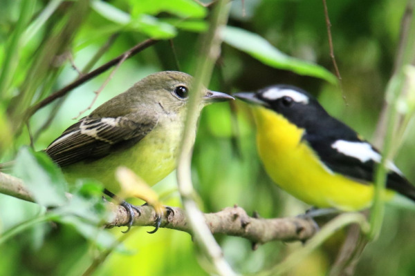 Yellow-rumped Flycatcher