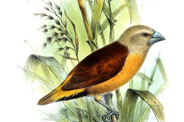 Yellow-rumped Munia