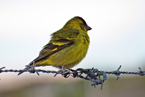 Yellow-rumped Seedeater