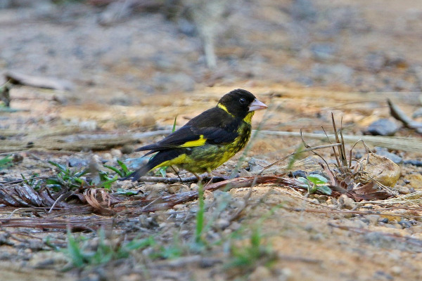 Yellow-rumped Seedeater