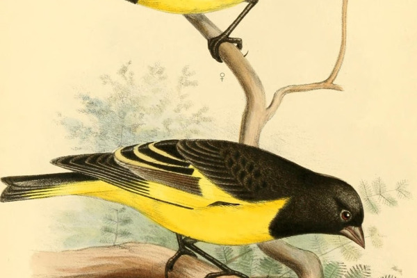 Yellow-rumped Siskin